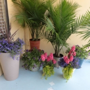 Potted flowers and plants on patio