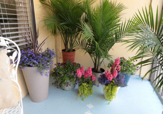 Potted flowers and plants on patio