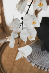 Beautiful spray of orchid flowers