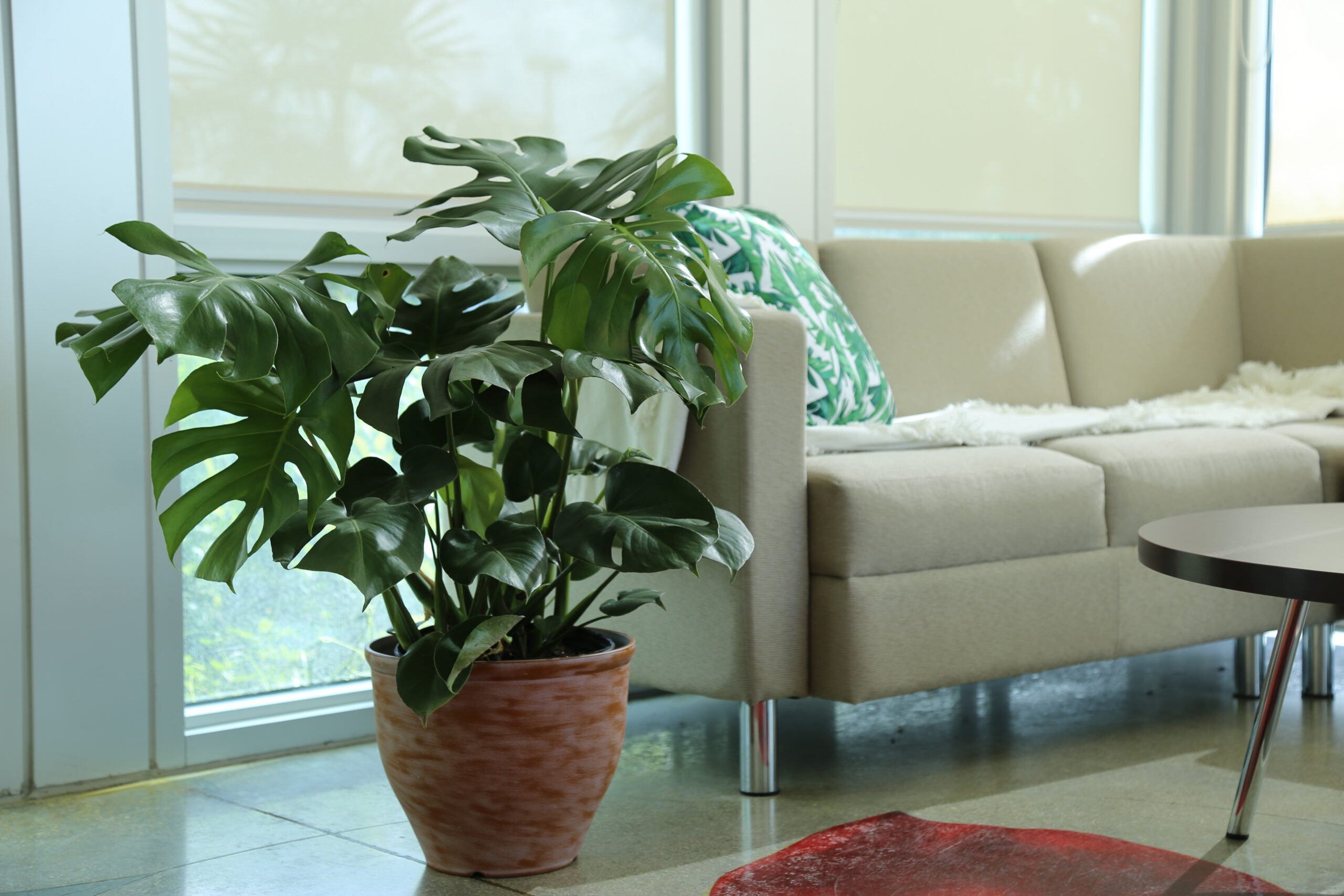 Monstera Q&A with Plant Guru Justin Hancock - Espoma Organic