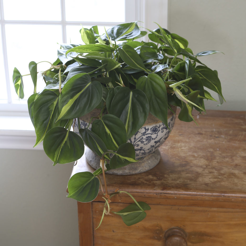 Philodendron Brazil Exotic Angel Plants by Costa Farms Espoma