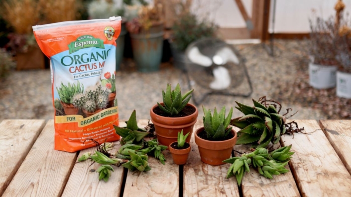 Espoma Organic Cactus Mix with potted succulents