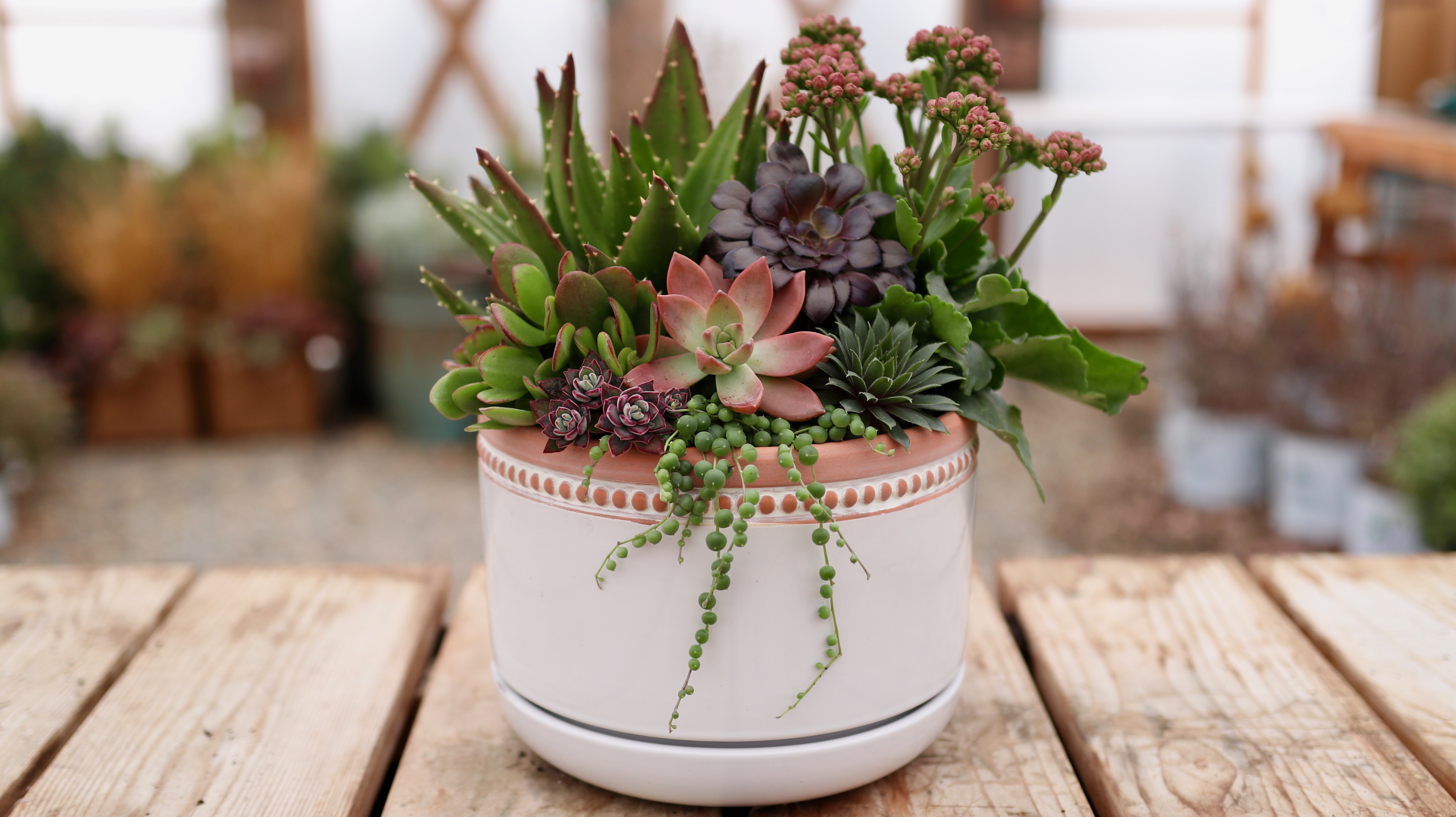 Espoma Get Inspired to Create a Succulent Arrangement