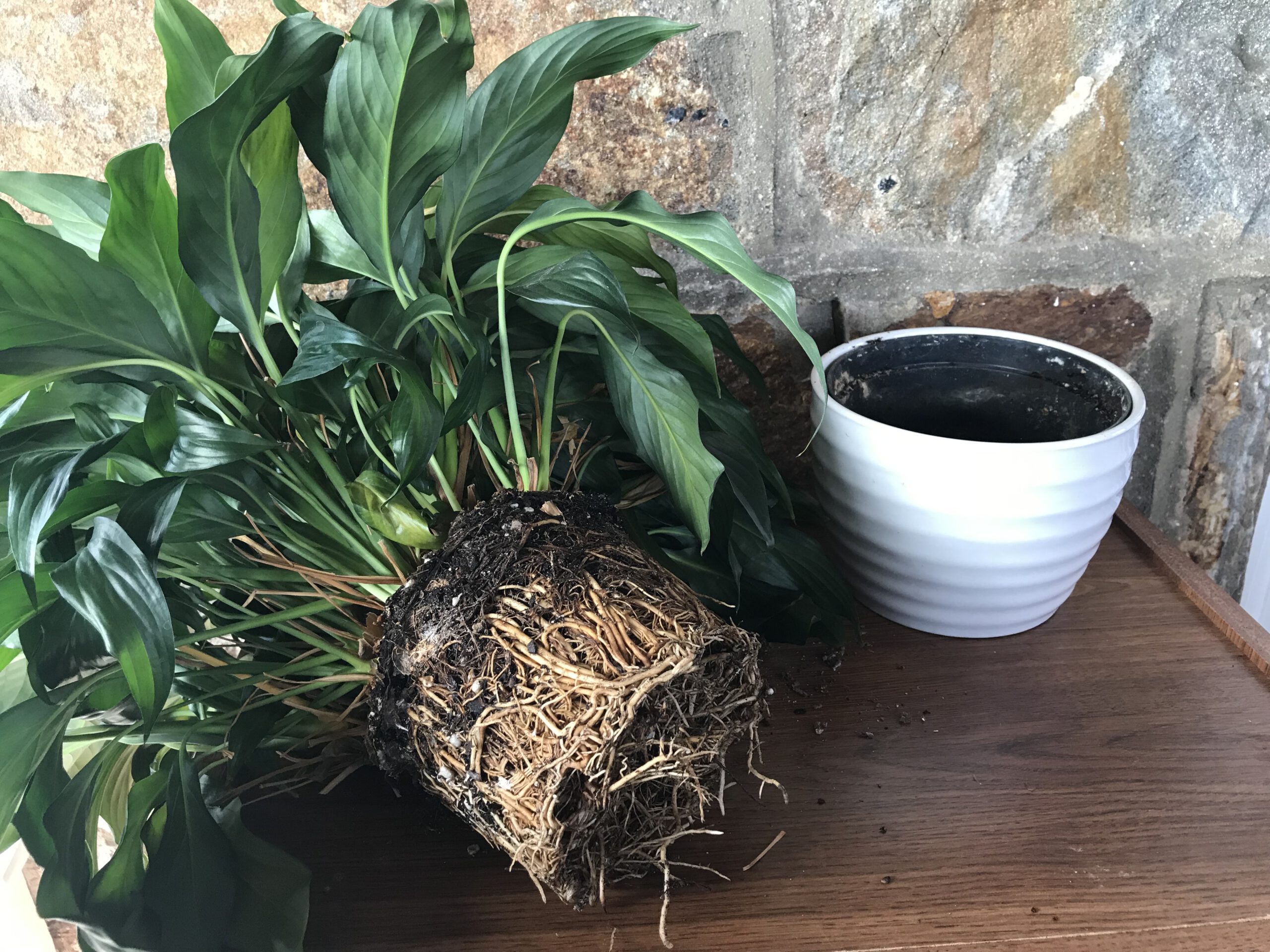 Parenting Advice for New Plant Parents - Espoma Organic