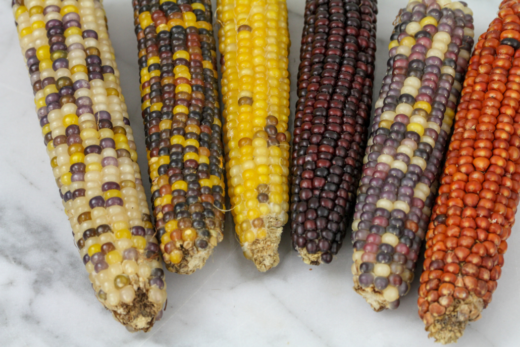Baker Creek Heirloom Seeds Cherokee Long Ear Corn MA IMG