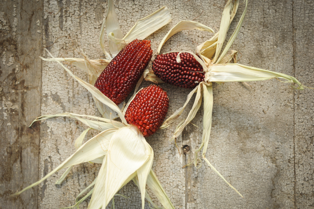 Baker Creek Heirloom Seeds RareSeeds.com Corn Strawberry Popcorn LSS