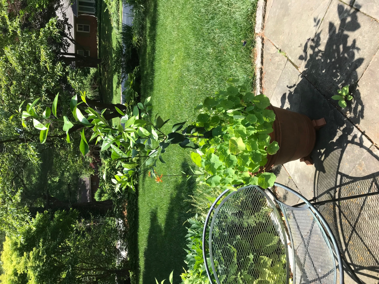 Where To Buy A Meyer Lemon Tree