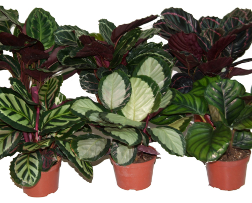 Calathea: How to Grow and Care for Calathea Plants Indoors
