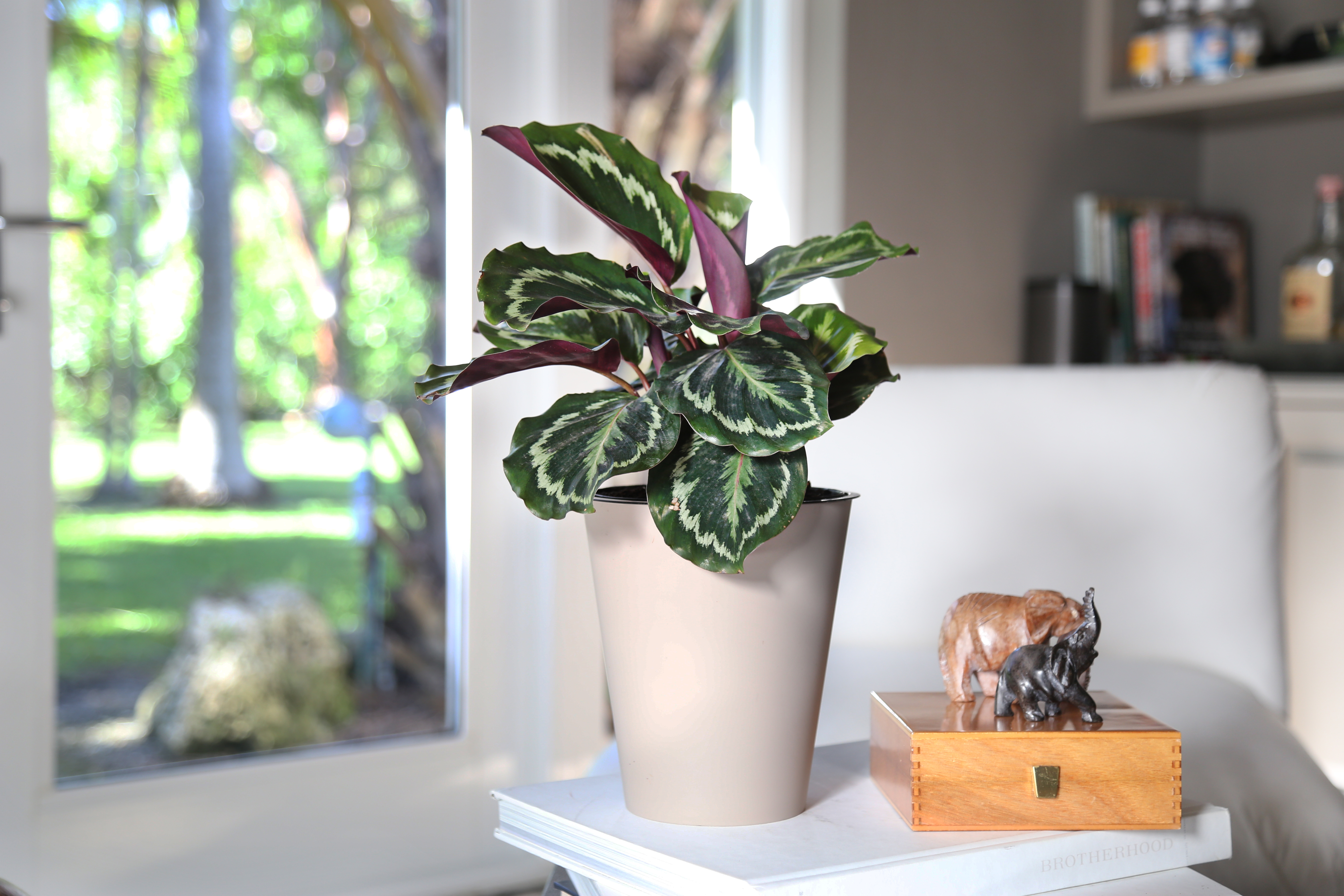 How Much Light Does Calathea Need? 