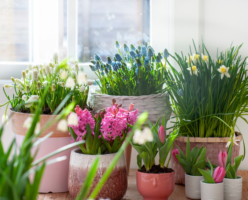 Choose Spring Flowering Bulbs Now | Espoma