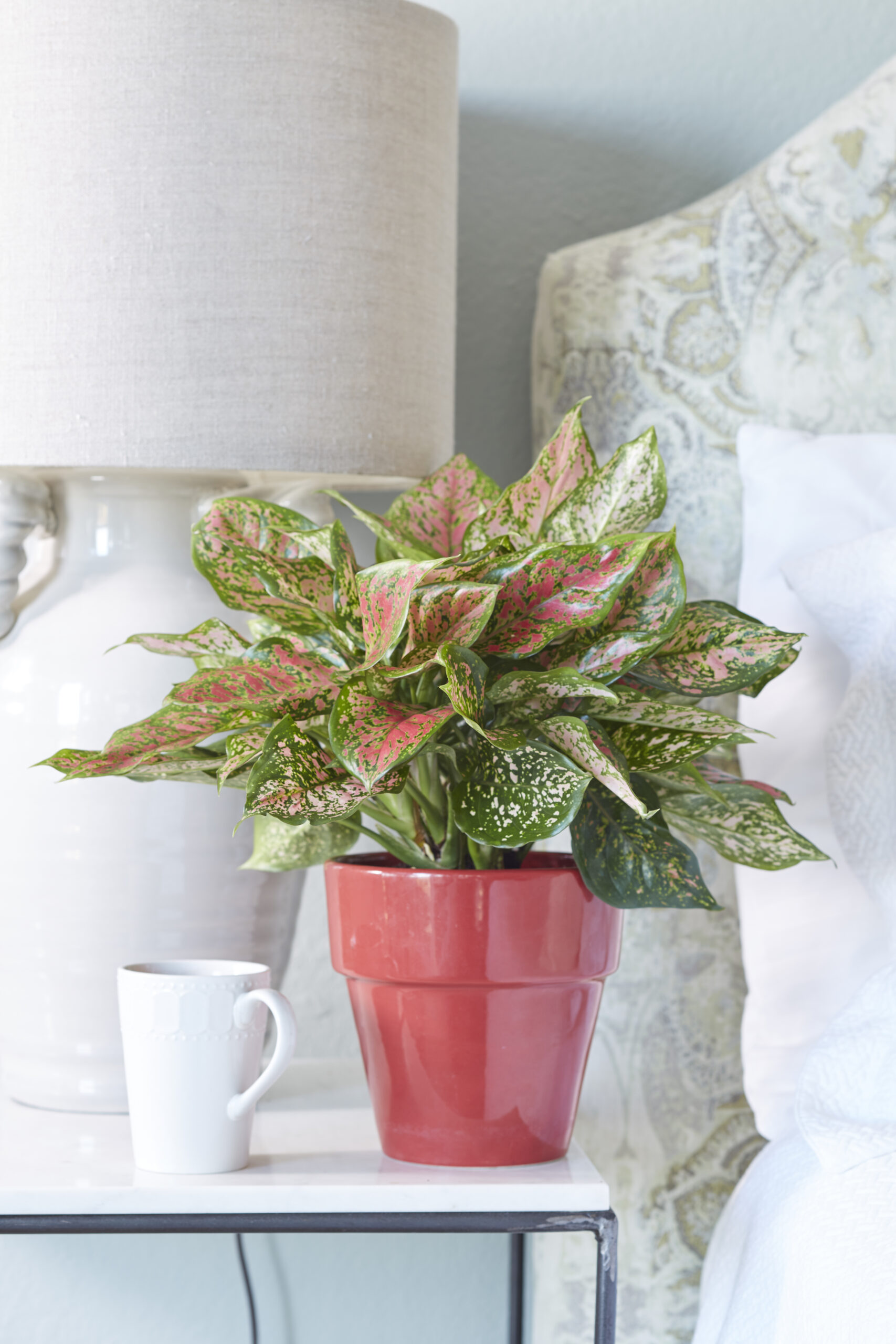 Millennial Pink Houseplant Roundup - Espoma Organic