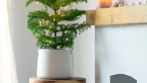 Norfolk-Island-Pine-in-a-white-pot