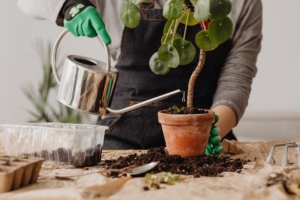 Plant care - person watering a potted plant