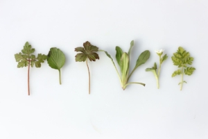small cuttings of plants