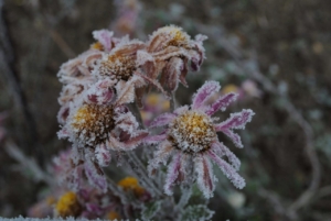 frost covering flowers, winter