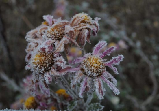 frost covering flowers, winter