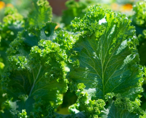 greens, organic, kale