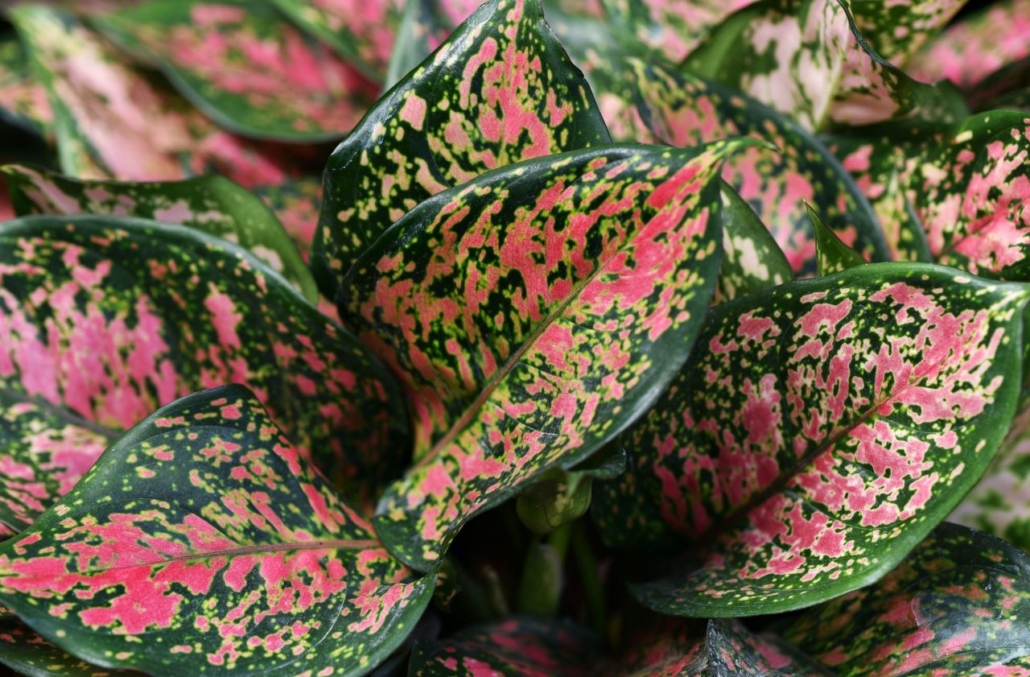 green and pink succulent
