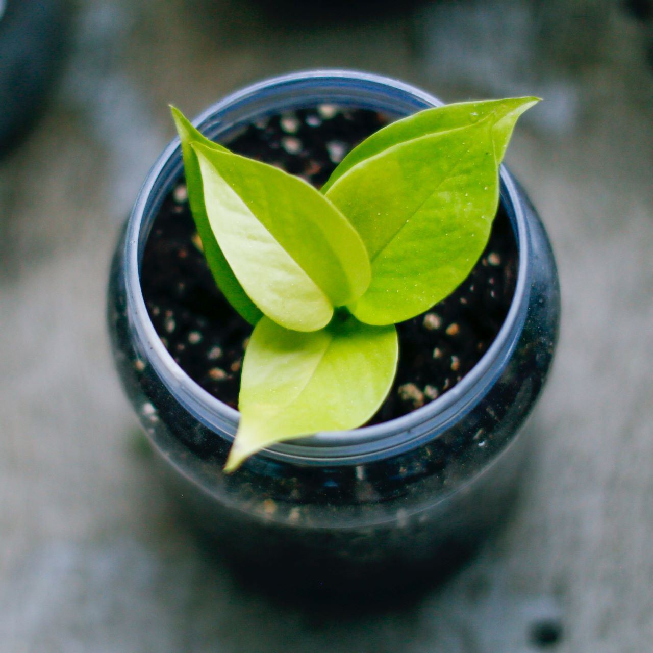Small green plant in mason jar