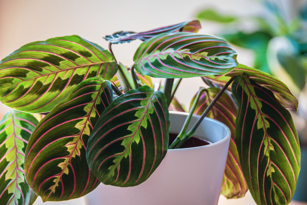 green and pink potted house plant