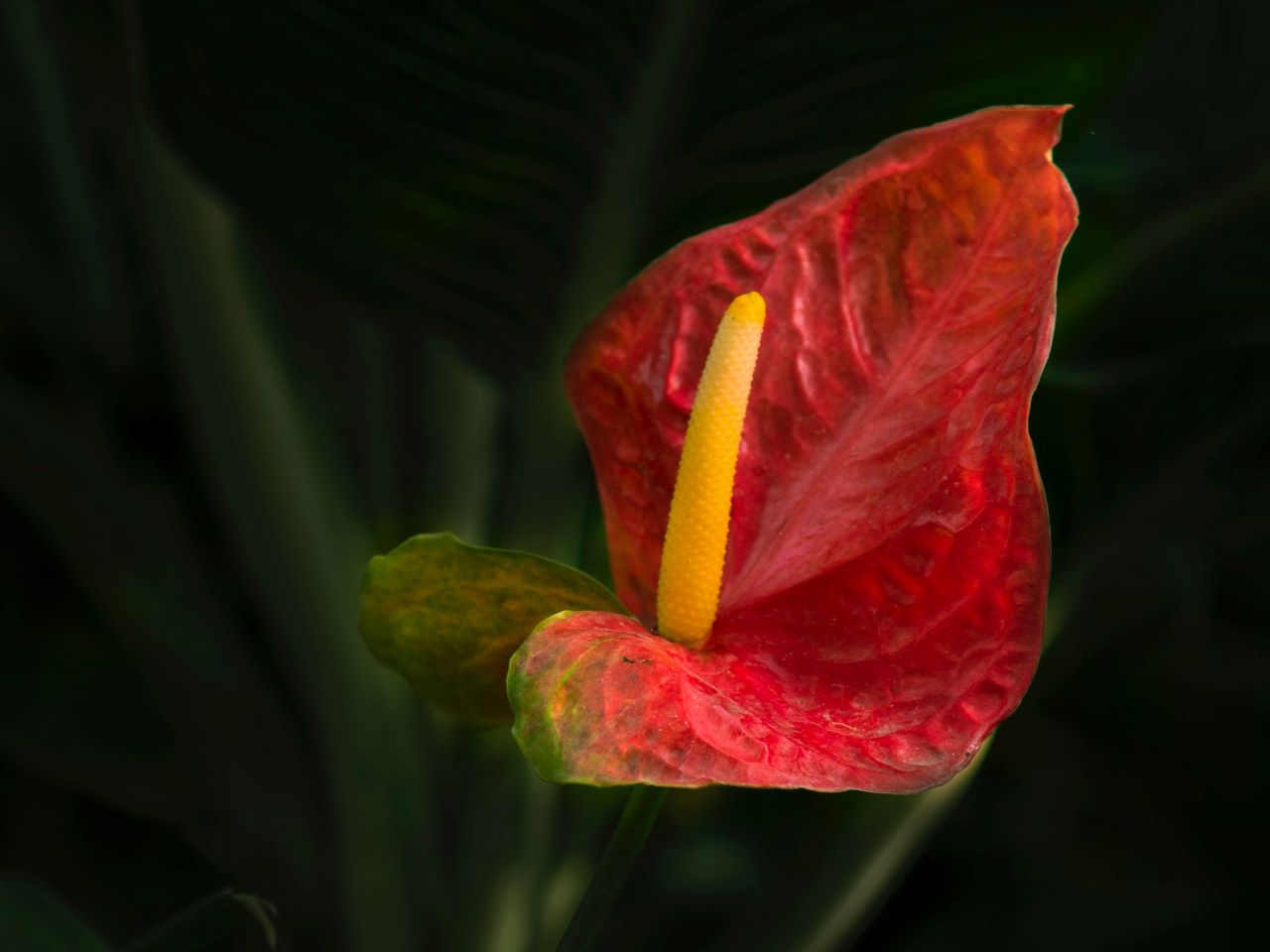 unusual houseplant, red flower