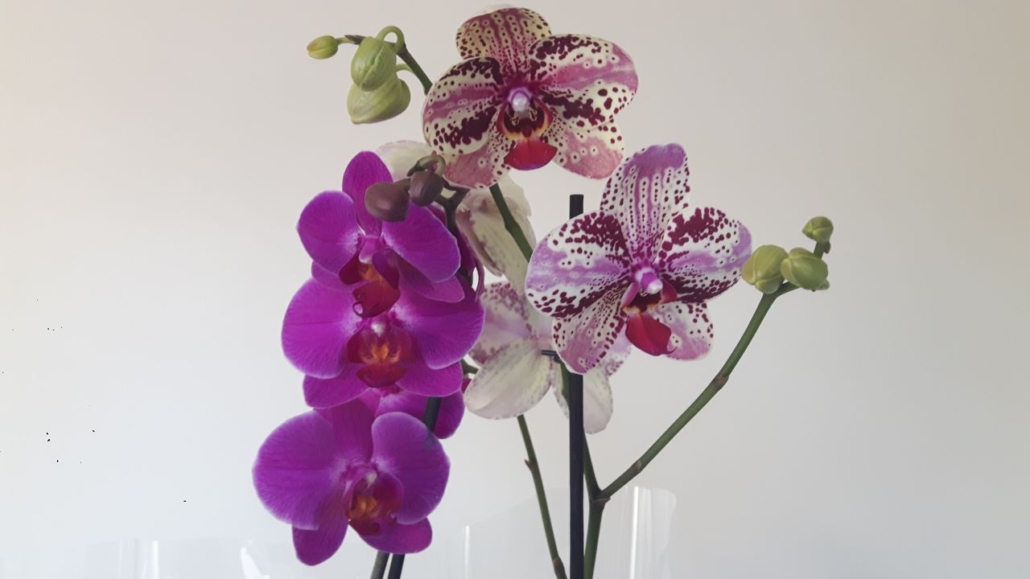 pink orchids, organic