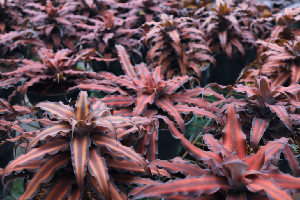 Red plants
