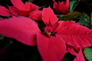 Red poinsettias, organic