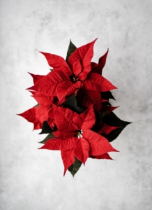 red poinsettias