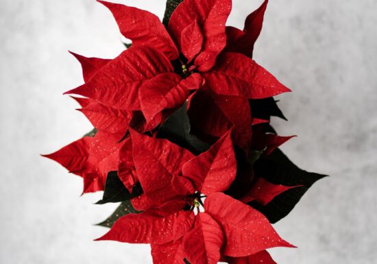red poinsettias