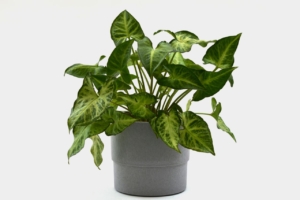 arrowhead plant