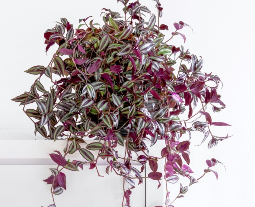 Green and purple inchplant