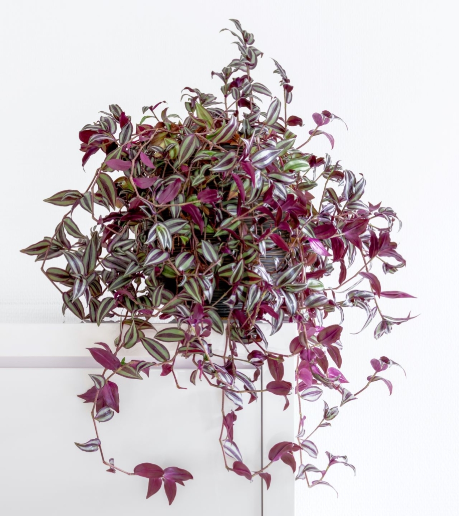 5 Trailing Plants to Spice Up Your Indoor Jungle Espoma