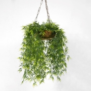 trailing plant