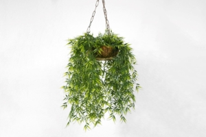 trailing plant