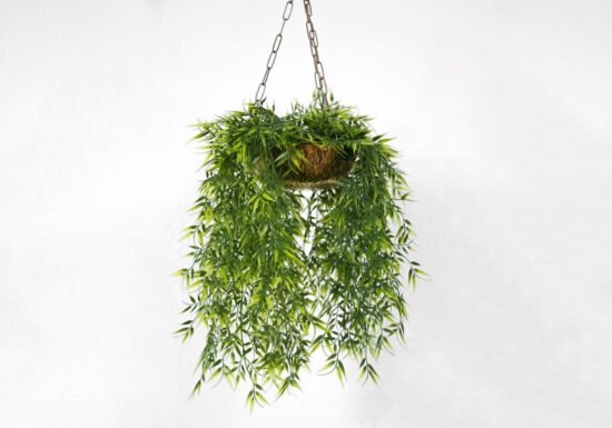 trailing plant