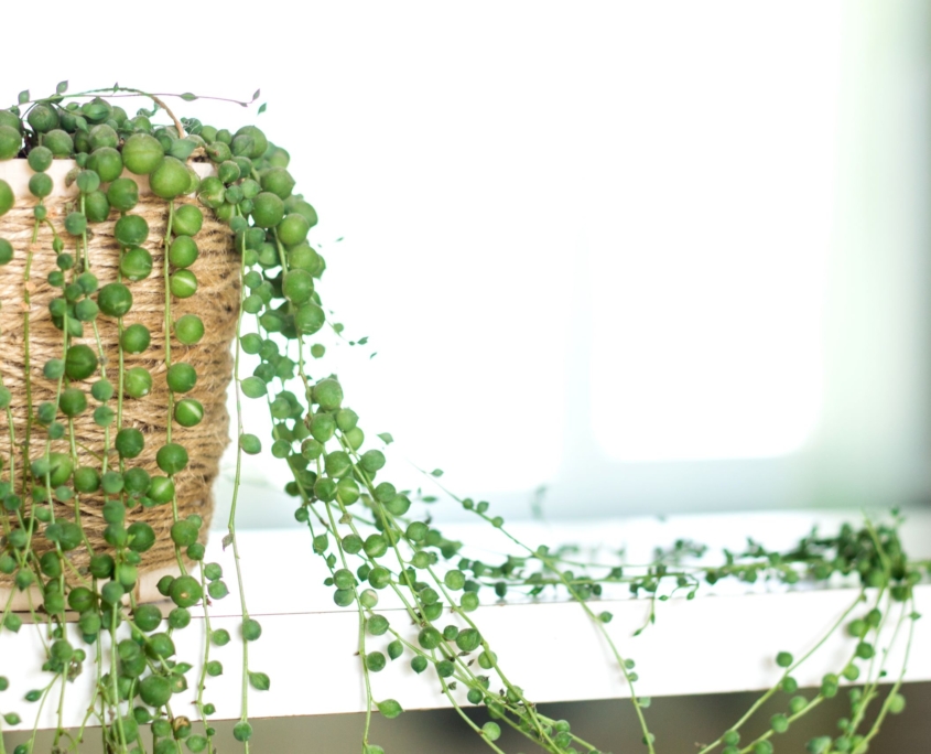 String of Pearls succulent plant in a wicker basket
