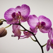 pink orchid, organic