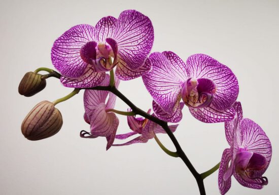 pink orchid, organic