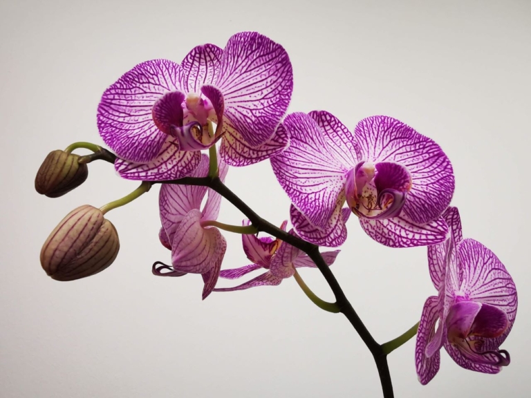 pink orchid, organic