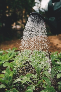 Watering can watering greens