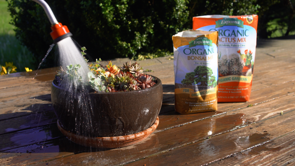Espoma Organic Cactus Potting Soil Mix Espoma