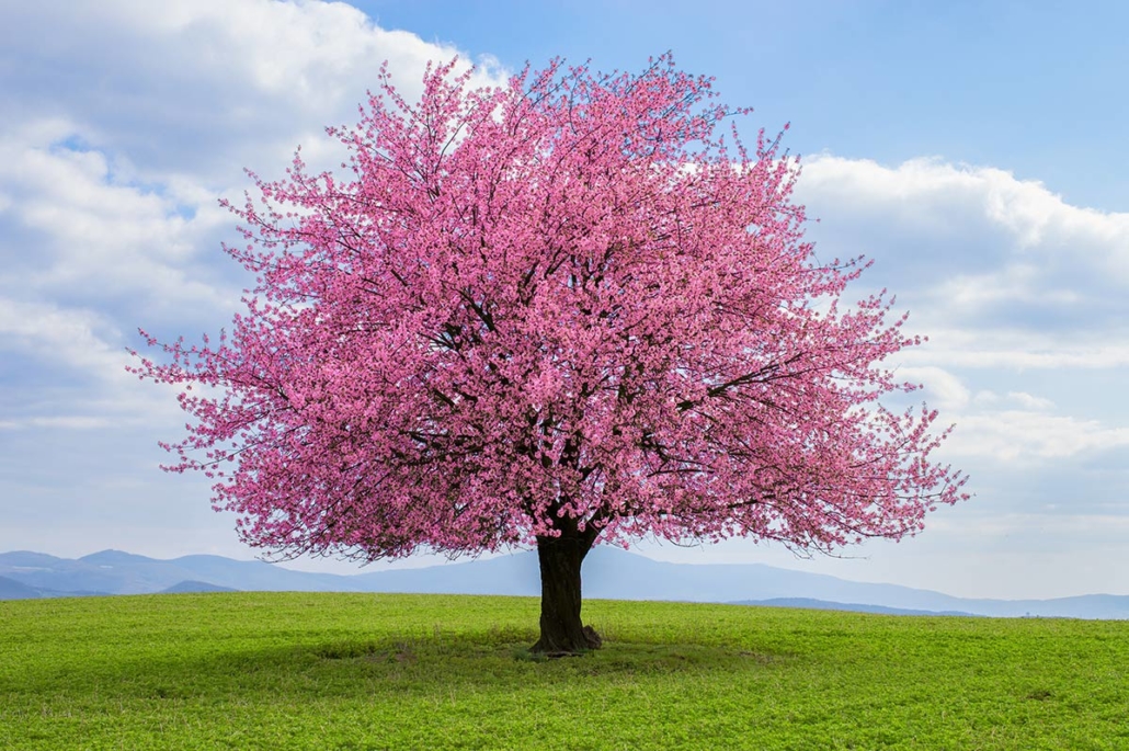 Image of Flowering cherry tree