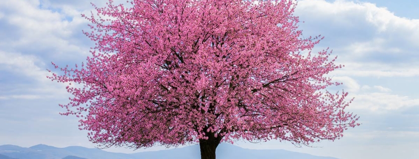 Popular Flowering Cherry Trees