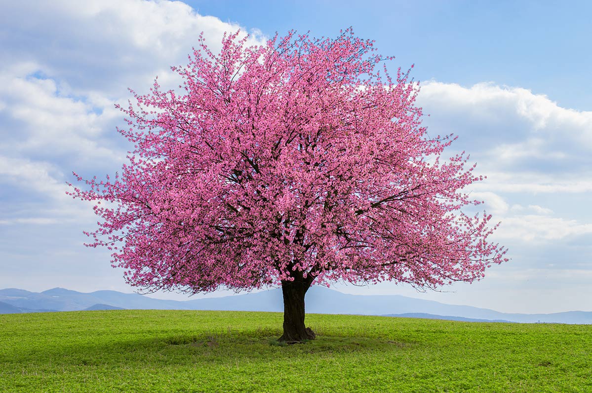 Popular Flowering Cherry Trees Espoma