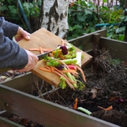 composting, vegetable scraps, organic