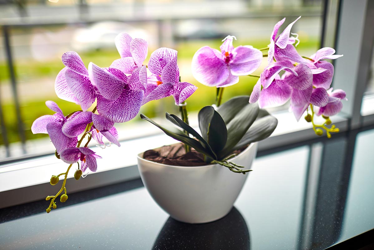 Espoma | Have No Fear, Orchids Are Here!