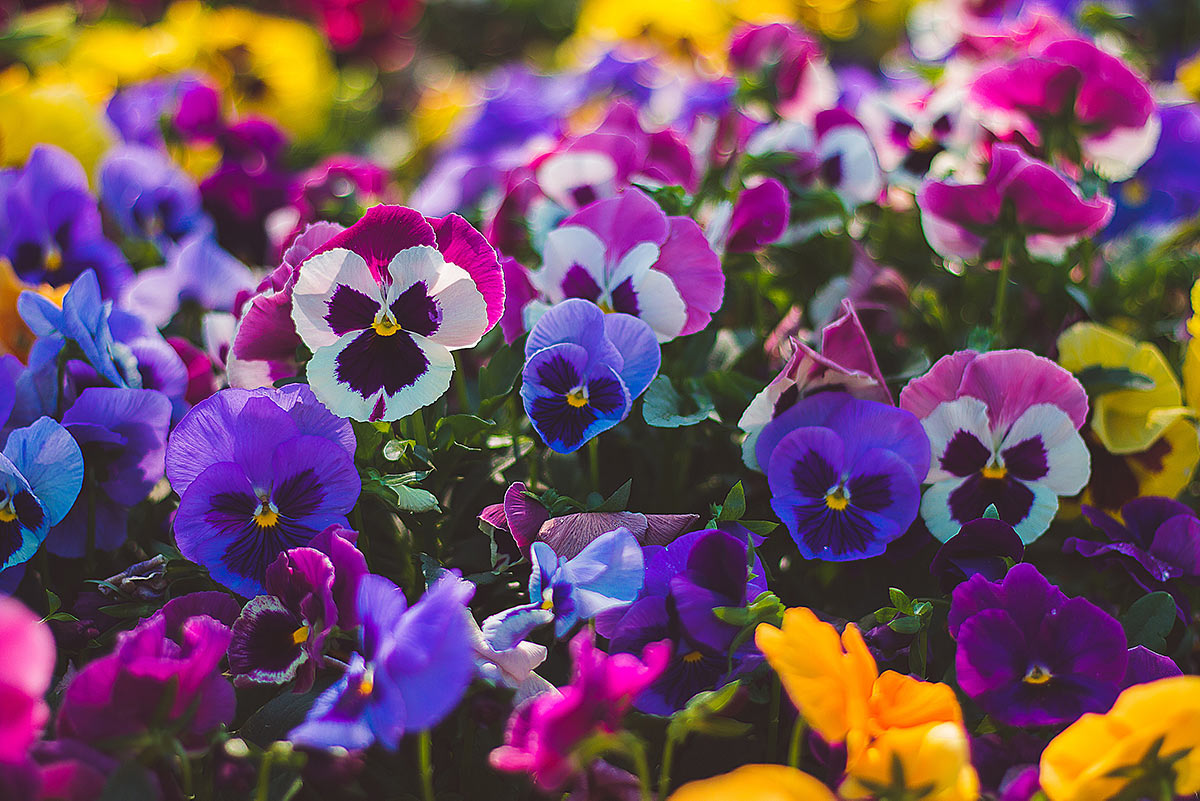 Keep It Cool with Pansies | Espoma