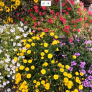 Fall Flowers, organic