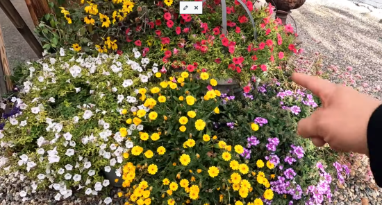 Fall Flowers, organic